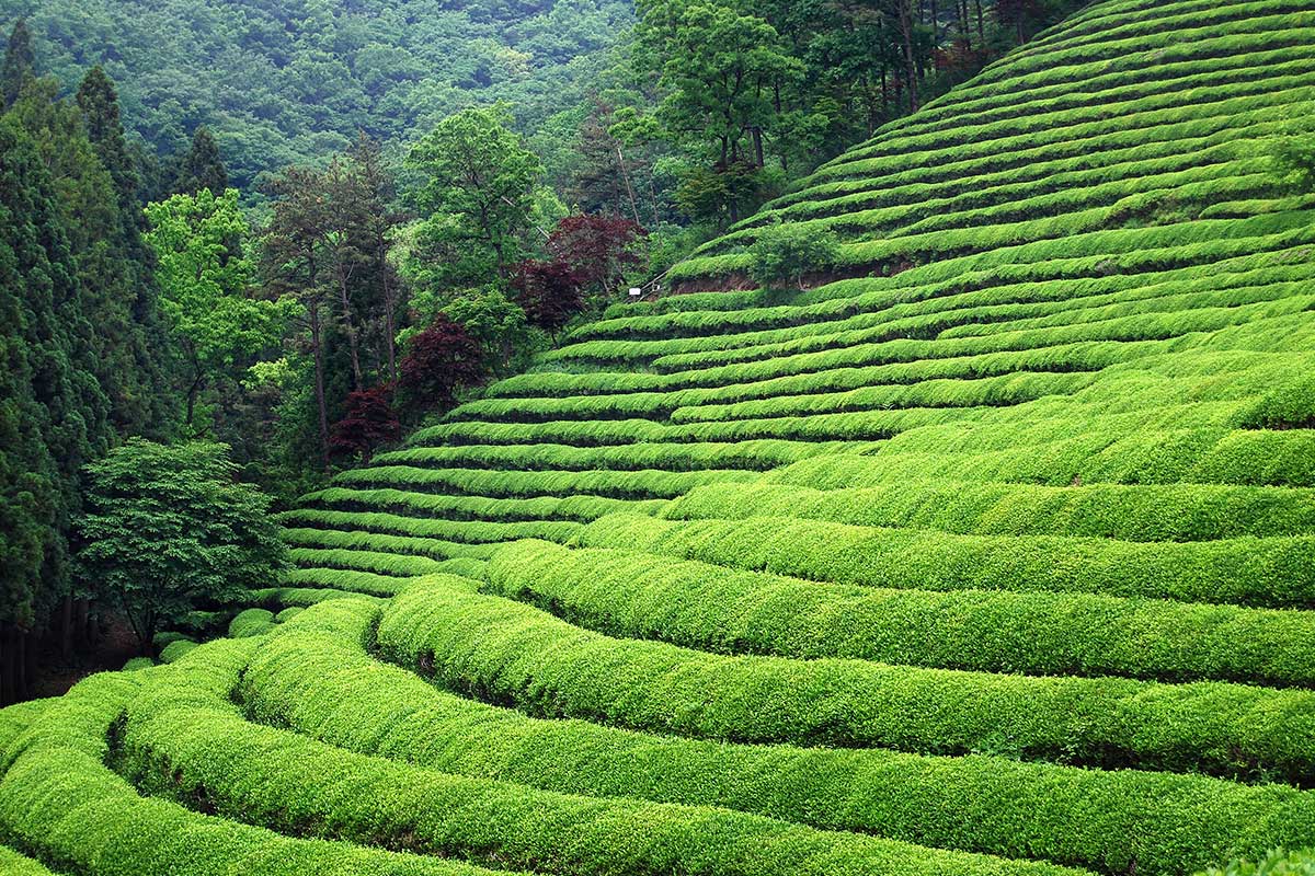 darjeeling tea plantations darjeeling sandakphu retreat saahil mehta